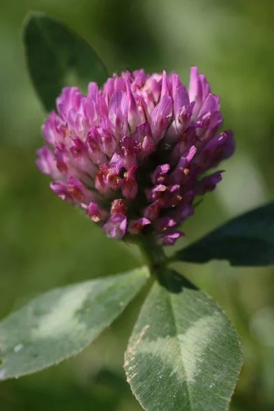 Piękne Botaniczne Ujęcie Naturalna Tapeta — Zdjęcie stockowe