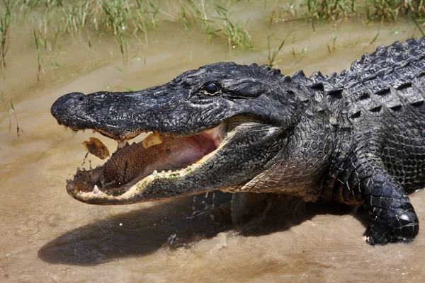 crocodile dangerous reptile animal