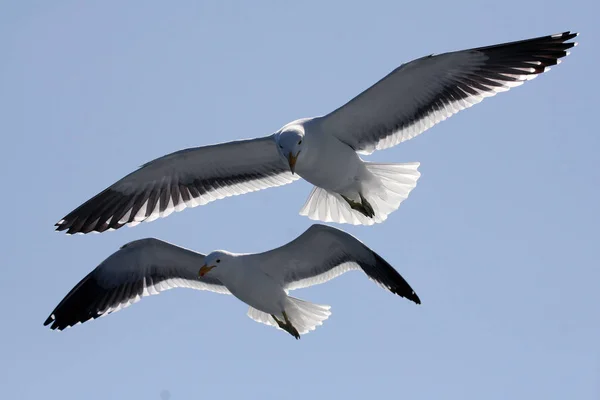 Vista Panorámica Hermosas Gaviotas Aves — Foto de Stock