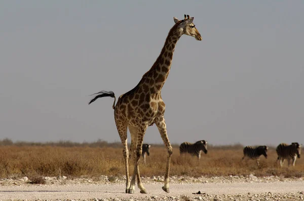 Giraffe Afrikanisches Pflanzenfressendes Säugetier — Stockfoto