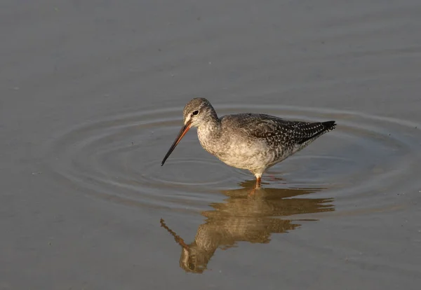 Panoramisch Uitzicht Prachtige Pipervogel — Stockfoto