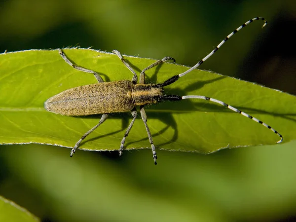 Gros Plan Bug Nature Sauvage — Photo