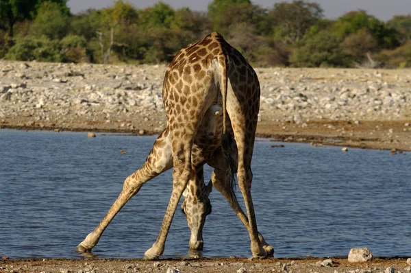 Girafa Animal Mamífero Herbívoro Africano — Fotografia de Stock