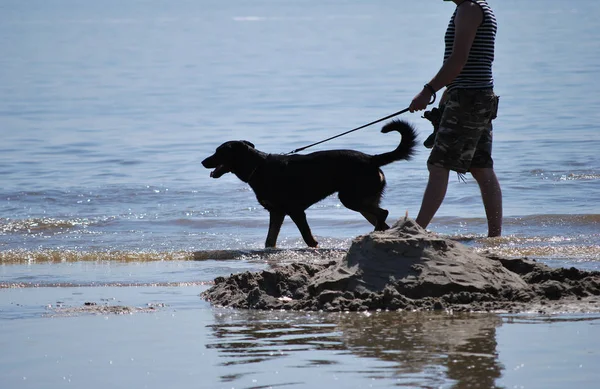 Jovem Mulher Com Cão Mar — Fotografia de Stock