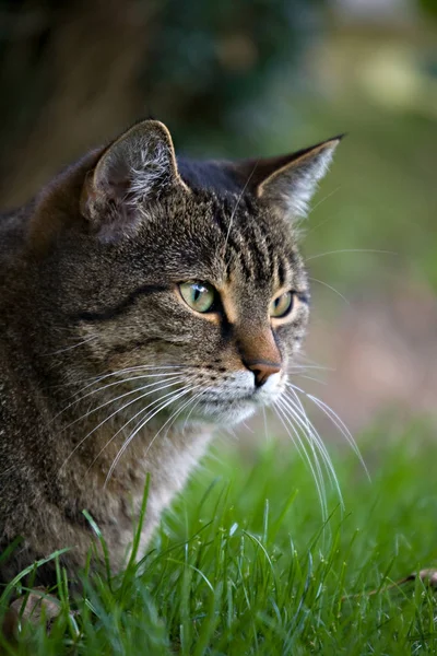 Retrato Gato Bonito — Fotografia de Stock