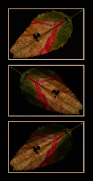 Herbst Blätter Auf Schwarzem Hintergrund — Stockfoto