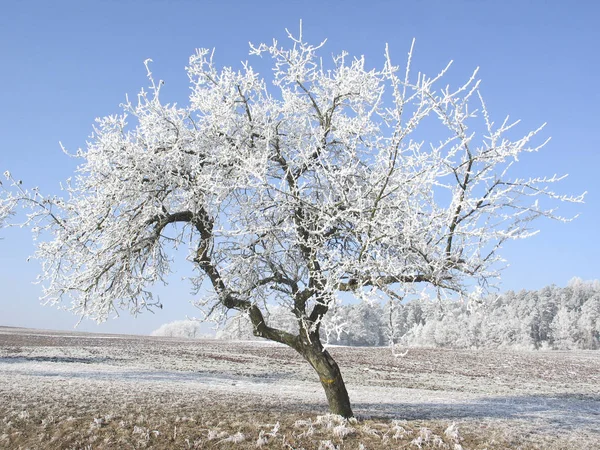 Árbol Nieve Blanco Invierno Con Helado — Foto de Stock