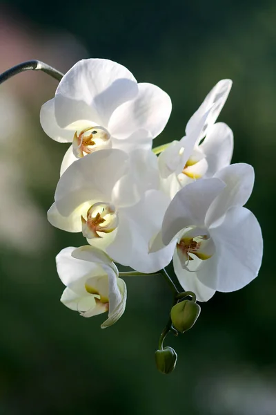 Scenico Bel Fiore Colorato Orchidea — Foto Stock