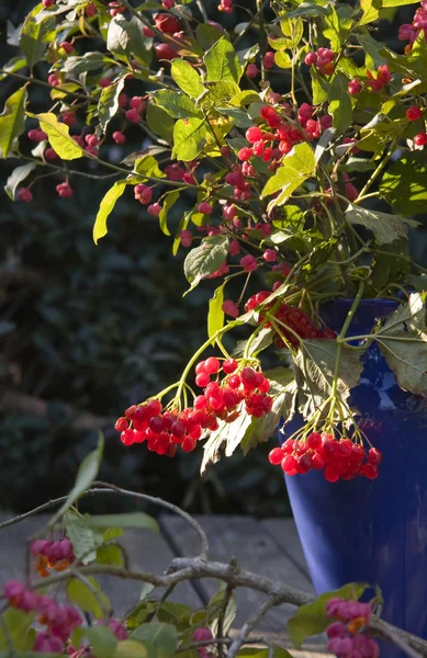 Bouquet Autunnale Con Frutti Bosco — Foto Stock