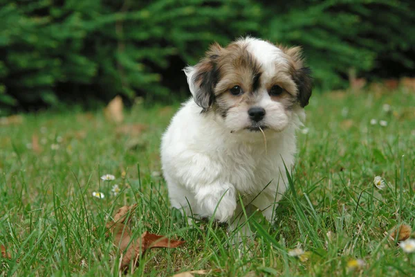 Porträtt Söt Hund — Stockfoto