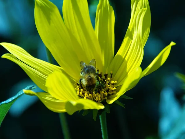 Schöne Botanische Aufnahme Natürliche Tapete — Stockfoto