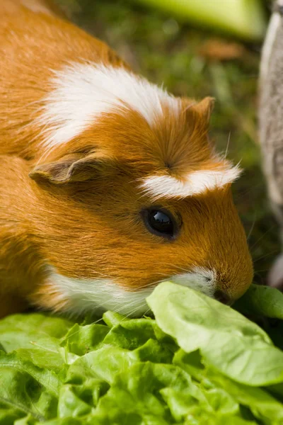 Hamster Marsvin Gnagare Djur Sällskapsdjur — Stockfoto