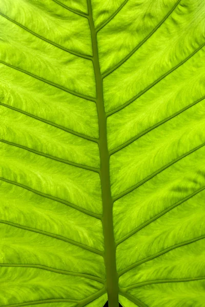 熱帯雨林からの葉 — ストック写真