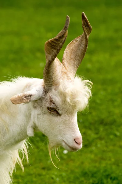 Goat Grass — Stock Photo, Image