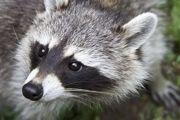 Uitzicht Noord Amerikaanse Natuur — Stockfoto