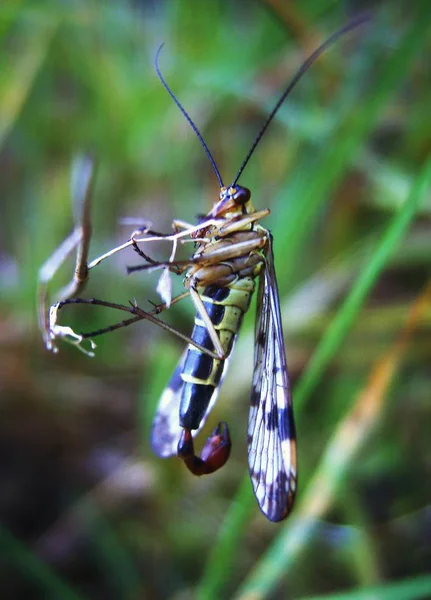 Close Bug Natureza Selvagem — Fotografia de Stock