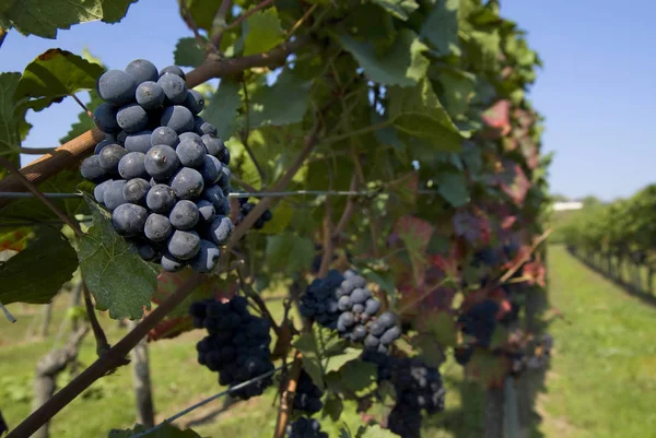 Great Wine Portugal — Stock Photo, Image