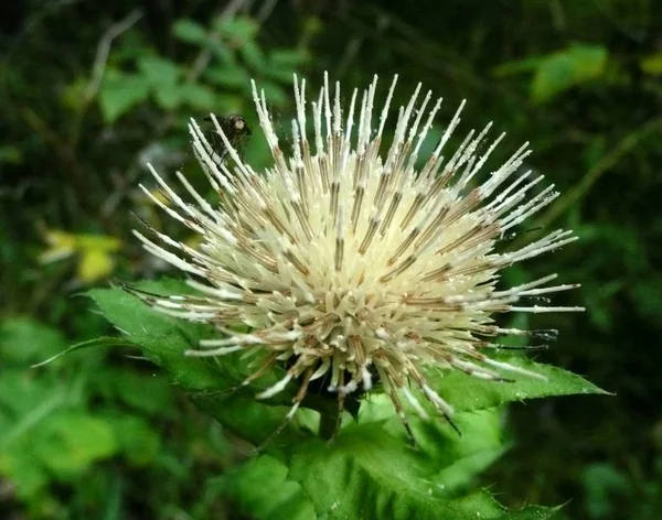 Mooi Botanisch Schot Natuurlijk Behang — Stockfoto