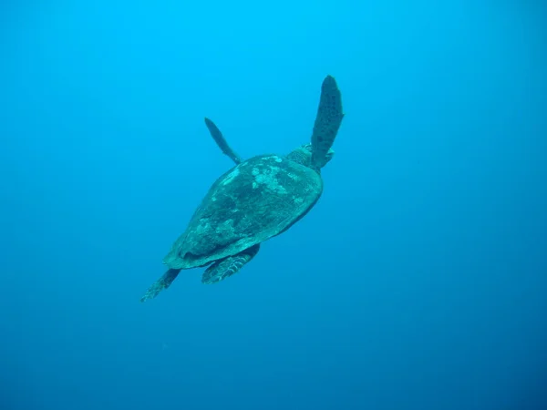 Tropische Schildkröte Tier Naturfauna — Stockfoto