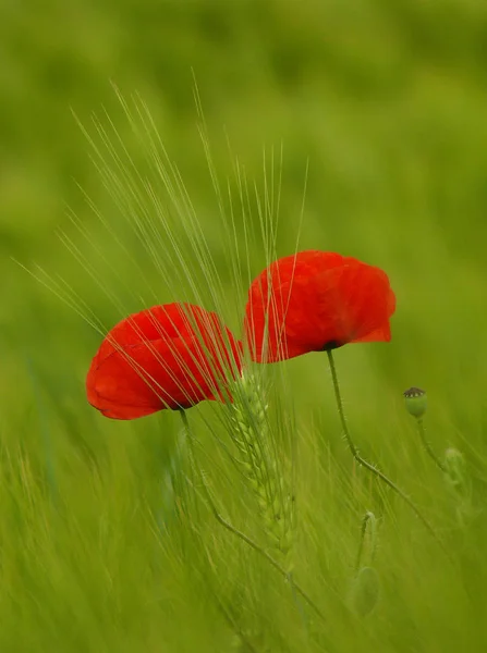 Vue Rapprochée Belles Fleurs Pavot Sauvage — Photo