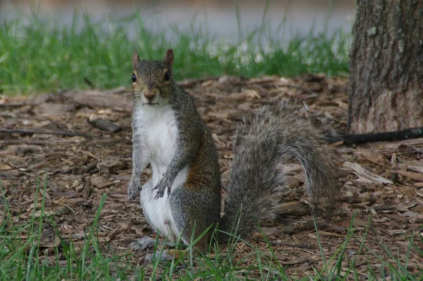 Fluffy Squirrel Rodent Creature — Stock Photo, Image