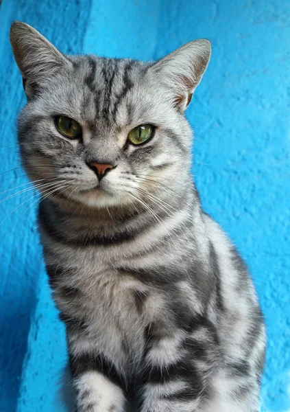 Retrato Gato Bonito — Fotografia de Stock