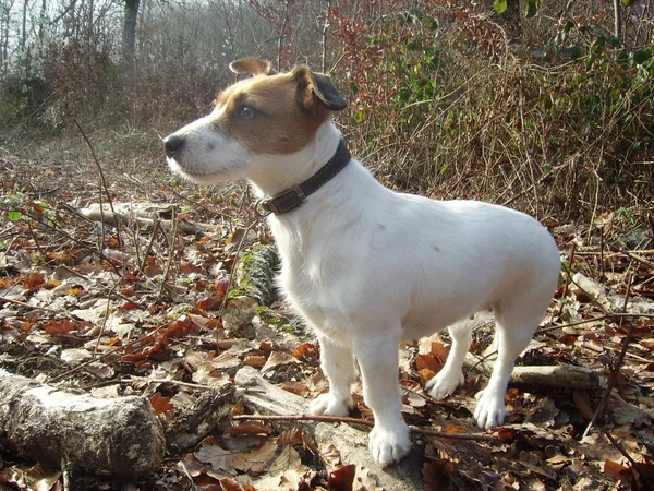 Jachthond Het Bos — Stockfoto