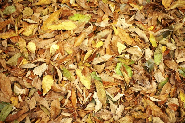Nahaufnahme Von Farbenfrohen Fallenden Blättern — Stockfoto