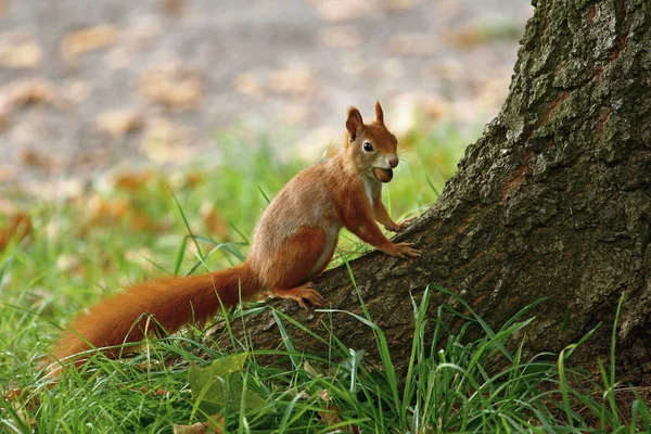 Adorable Ardilla Animal Roedor — Foto de Stock