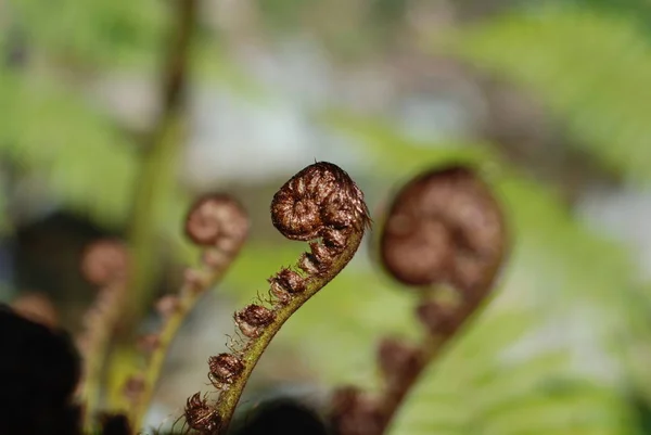 Gros Plan Une Jeune Plante Dans Forêt — Photo