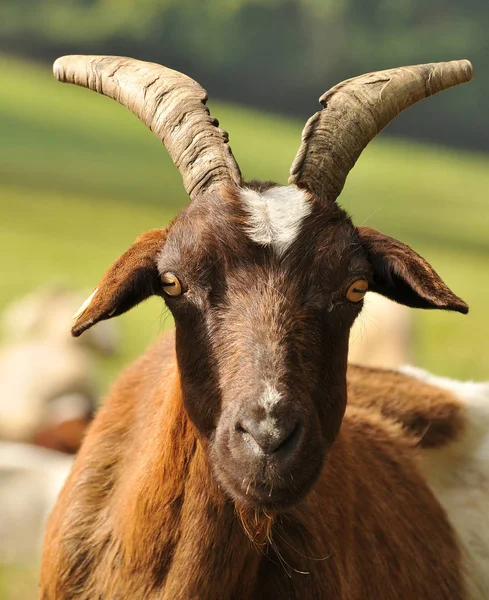 Aussichtsreicher Blick Auf Die Landwirtschaft Auf Dem Land — Stockfoto