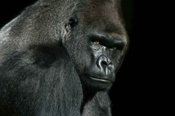 Primate Animal Gorille Singe Singe — Photo
