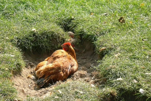 Aussichtsreiche Aussicht Auf Schöne Vögel Der Natur — Stockfoto