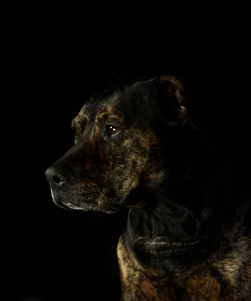 Retrato Lindo Perro — Foto de Stock