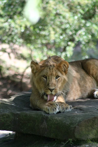 Schilderachtige Kijk Jonge Dieren — Stockfoto