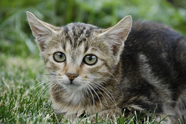 Cute Curious Fluffy Cat — Stock Photo, Image