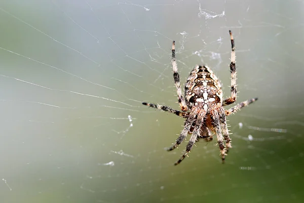 Pavučina Bílém Pozadí — Stock fotografie