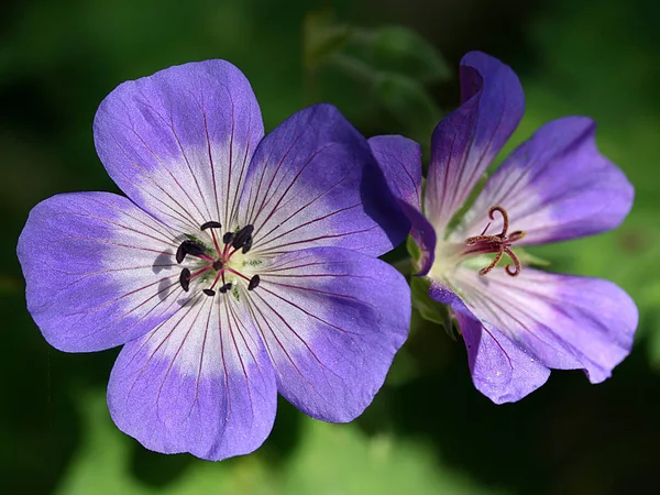 Belles Fleurs Fond Concept Floral — Photo