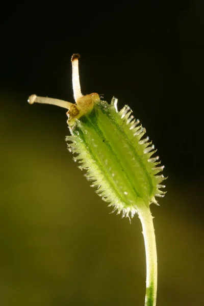 Enstaka Frukter Vilda Morötter — Stockfoto