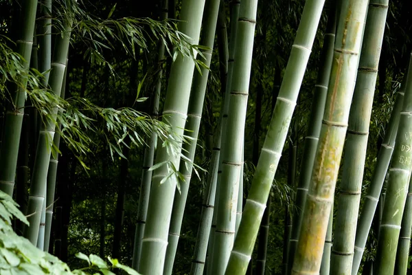 Bamboo Forest Trees Trunks — Stock Photo, Image