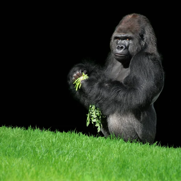 Ein Schwarzer Bär Auf Grünem Hintergrund — Stockfoto