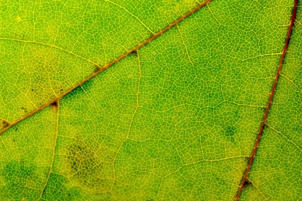 Leaf Texture Kopierraum Hintergrund — Stockfoto