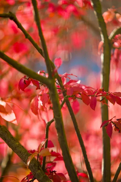 Folhas Vermelhas Flora Época Outono — Fotografia de Stock