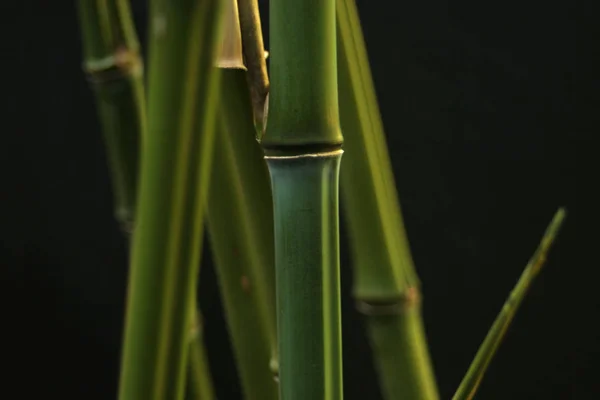 Hermoso Plano Botánico Fondo Pantalla Natural — Foto de Stock