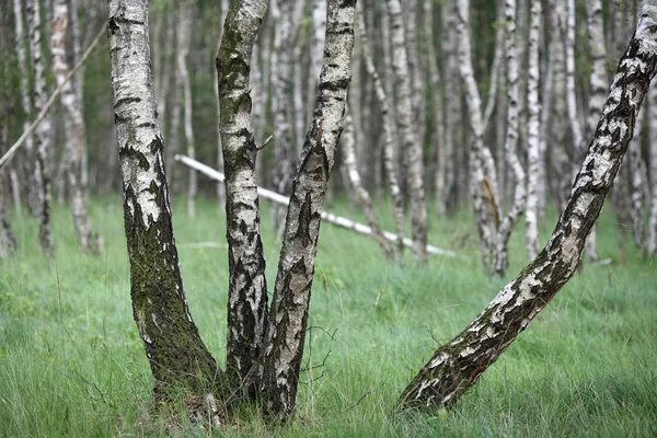 Bark Árvore Natureza Botânica — Fotografia de Stock