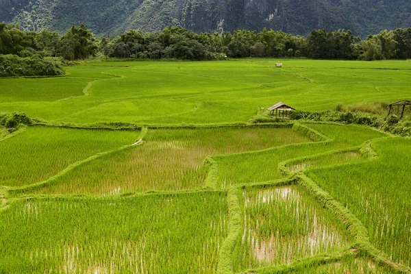 Hospodaření Rýžových Polích Zemědělství — Stock fotografie