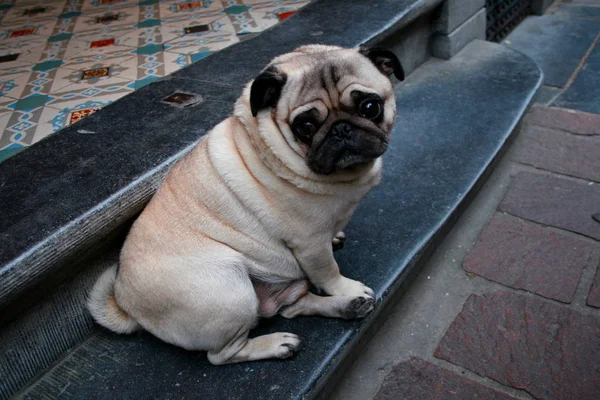 Porträtt Söt Hund — Stockfoto