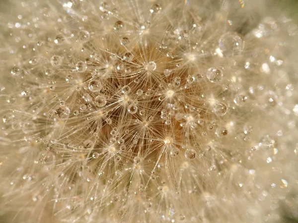 Schöne Botanische Aufnahme Natürliche Tapete — Stockfoto