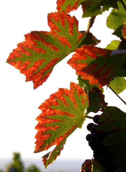 葡萄酒葡萄藤的种植 — 图库照片