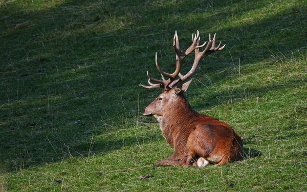 Immagine Animale Immagine Esterna — Foto Stock